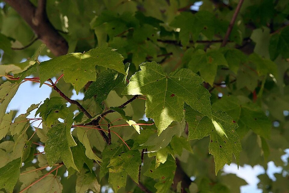 Acer rubrum 'October Glory' (October Glory Red Maple Tree) (alternate view 4)