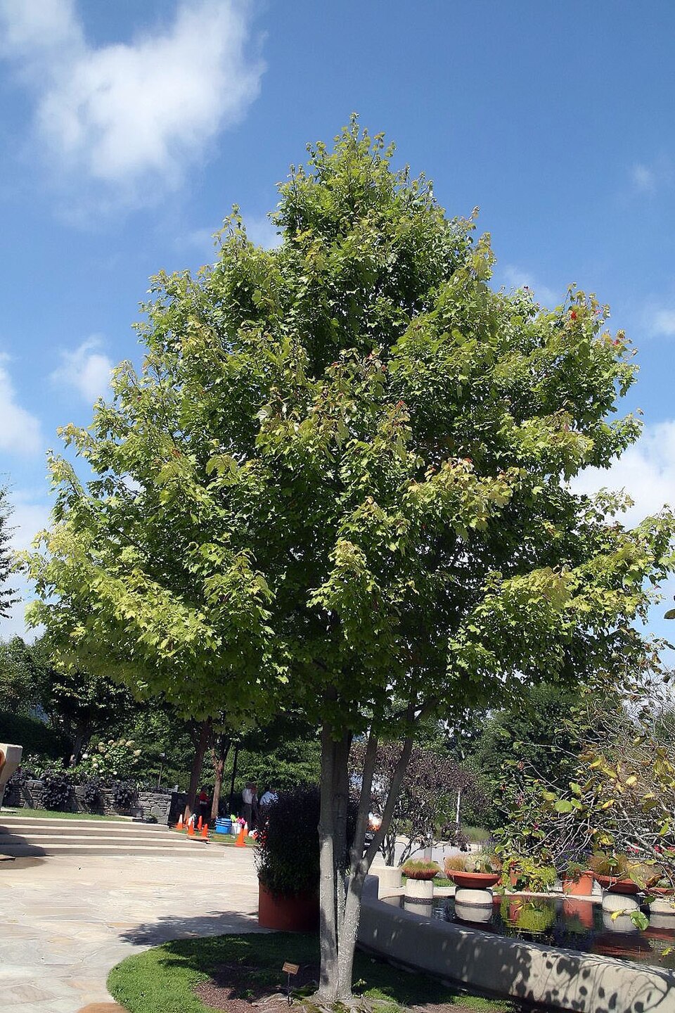 Acer rubrum 'October Glory' (October Glory Red Maple Tree) (alternate view 5)