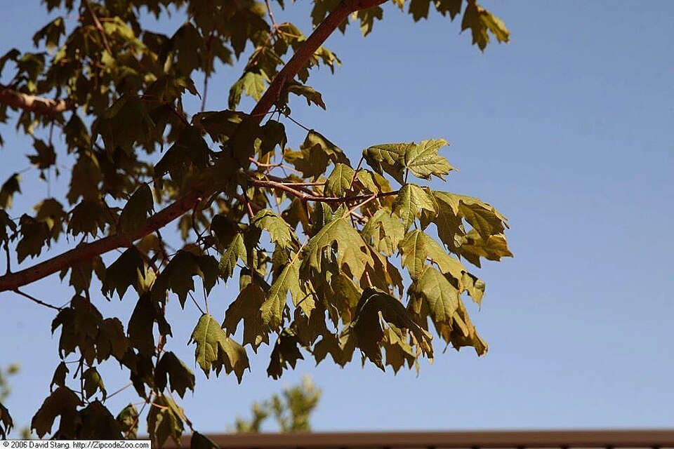 Acer floridanum (southern sugar maple) (alternate view 8)