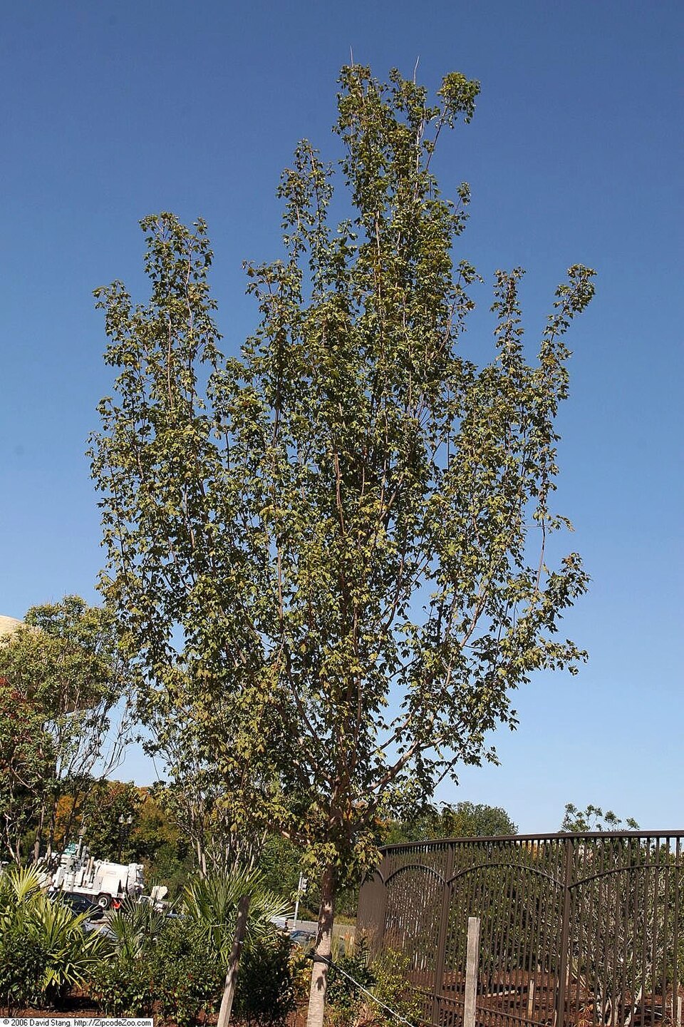 Acer floridanum (southern sugar maple) (alternate view 9)