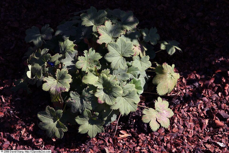 Alchemilla erythropoda (alternate view 7)