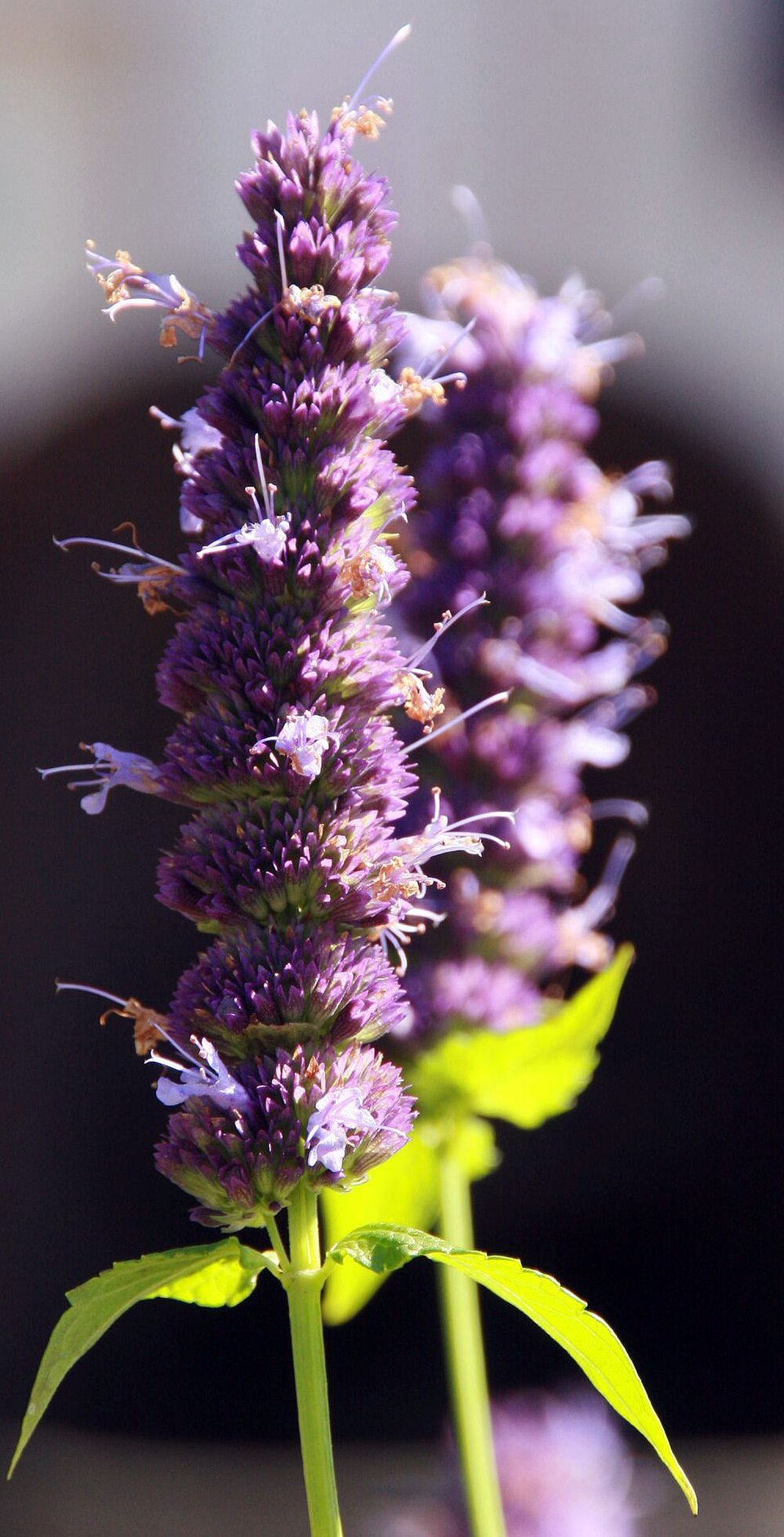 Agastache 'Black Adder' (Black Adder Hummingbird Mint) (alternate view 2)