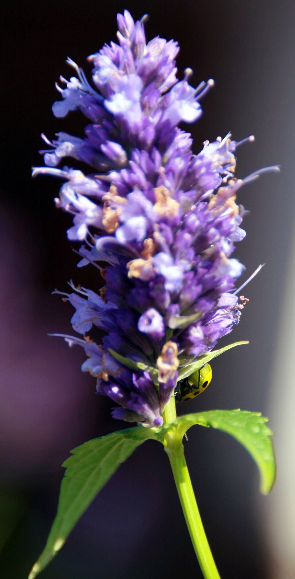 Agastache 'Black Adder' (Black Adder Hummingbird Mint) (alternate view 3)
