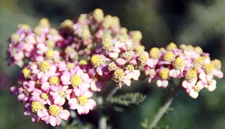 Achillea millefolium 'Paprika' (Paprika Yarrow) (alternate view 4)