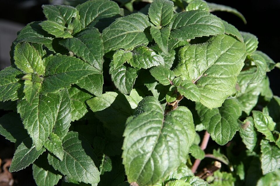 Monarda 'Petite Delight' (Petite Delight Bee Balm)