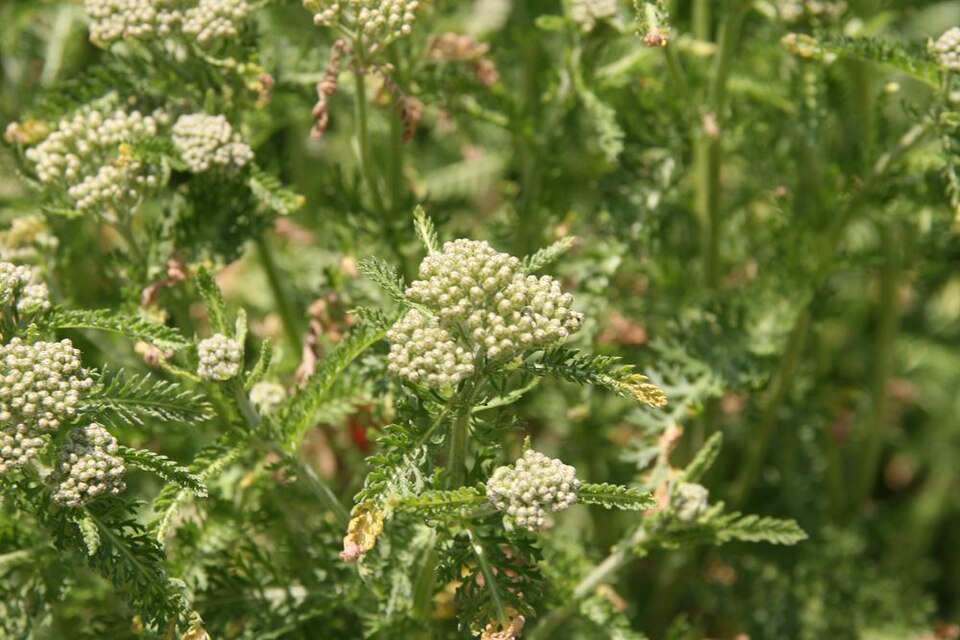 Achillea millefolium 'Paprika' (Paprika Yarrow) (alternate view 5)