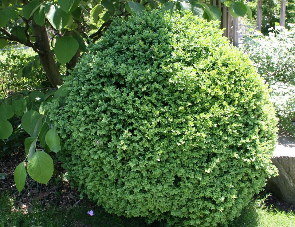 Buxus sempervirens 'Suffruticosa' (Dwarf English Boxwood) (alternate view 2)