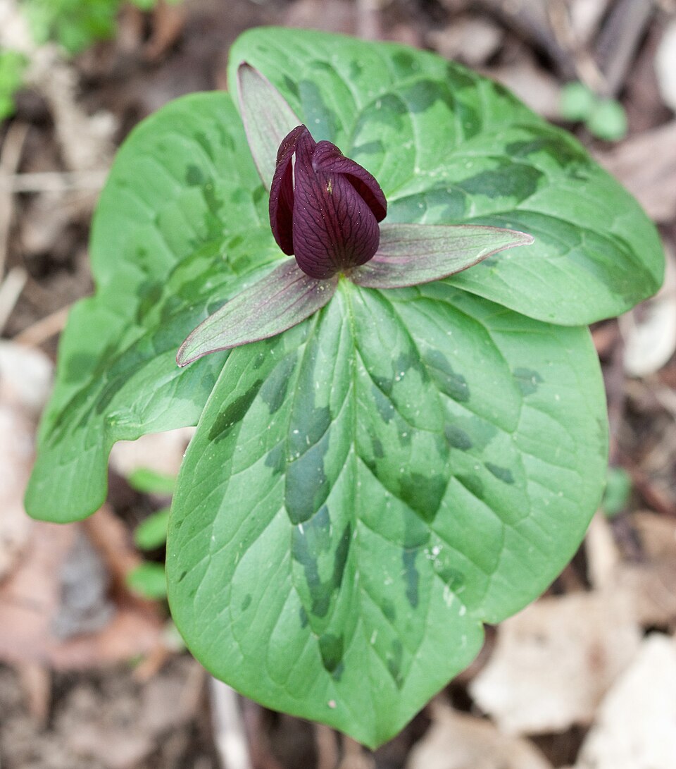 Trillium sessile (toadshade) (alternate view 6)