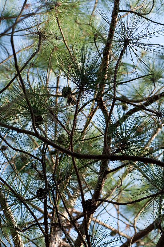 Pinus yunnanensis (Yunnan Pine)
