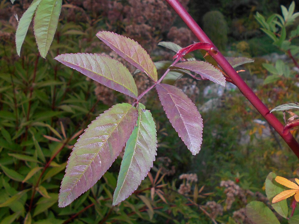 Rosa palustris (swamp rose) (alternate view 10)