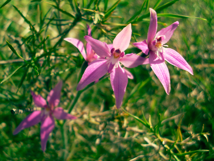Caladenia latifolia (Pink Fairies) (alternate view 6)