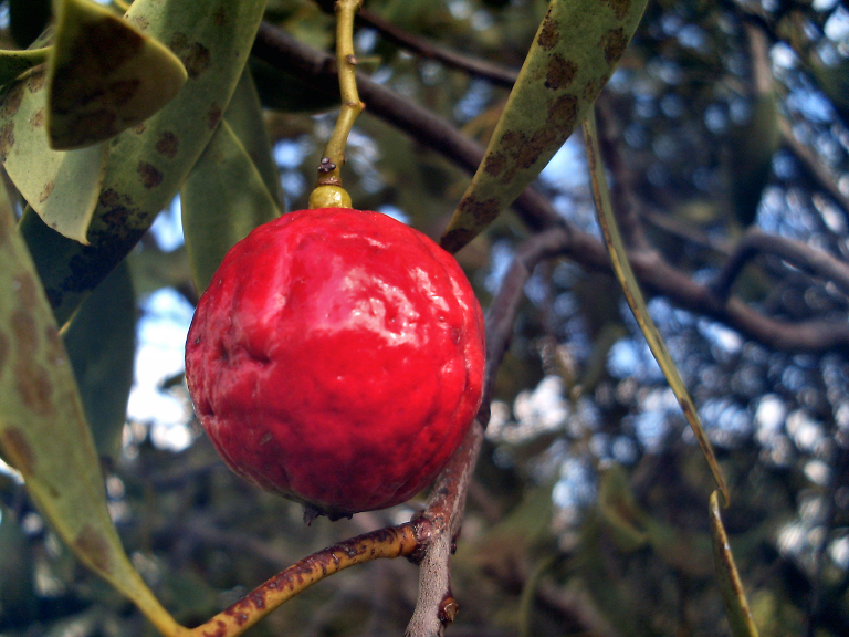 Santalum acuminatum (Desert Quandong) (alternate view 3)