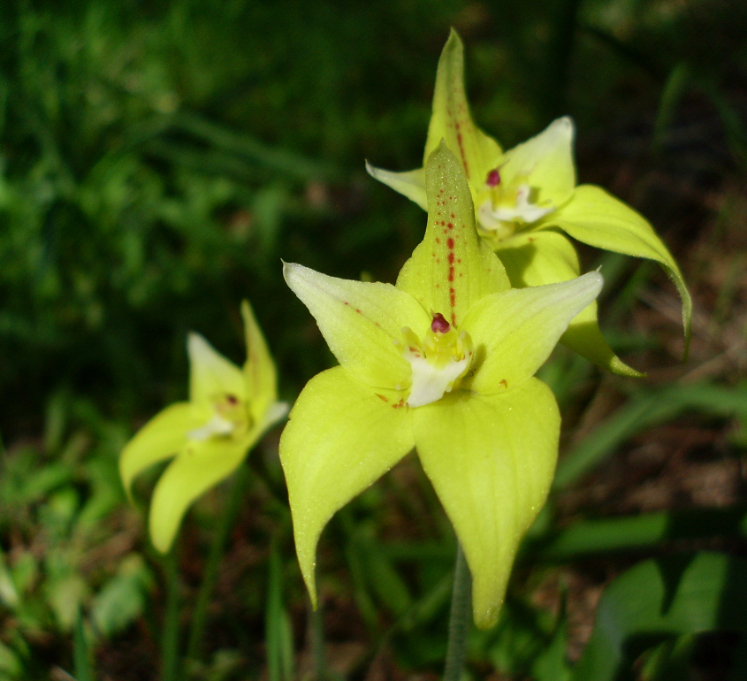 Caladenia flava (Cowslip Orchid) (alternate view 5)