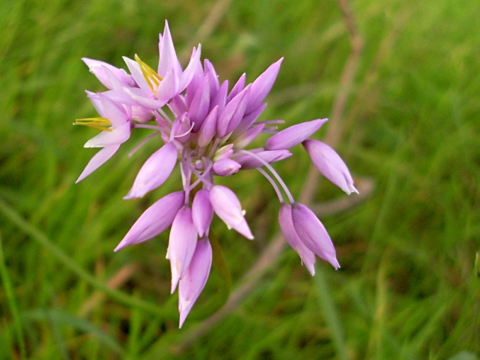 Sowerbaea laxiflora (Purple Tassels) (alternate view 7)