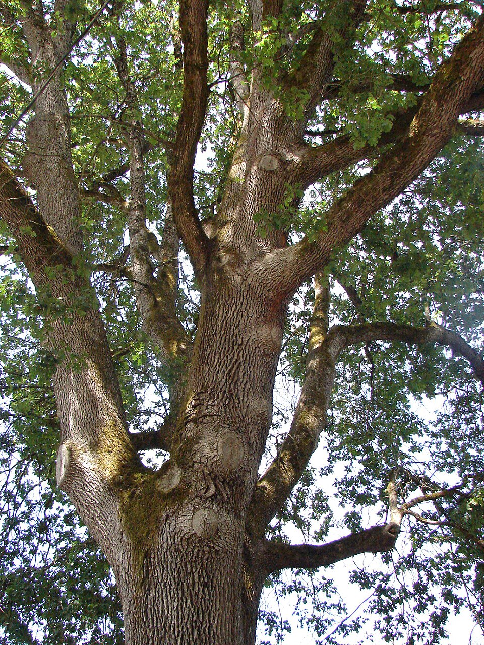 Quercus garryana (Oregon white oak, Garry oak) (alternate view 4)