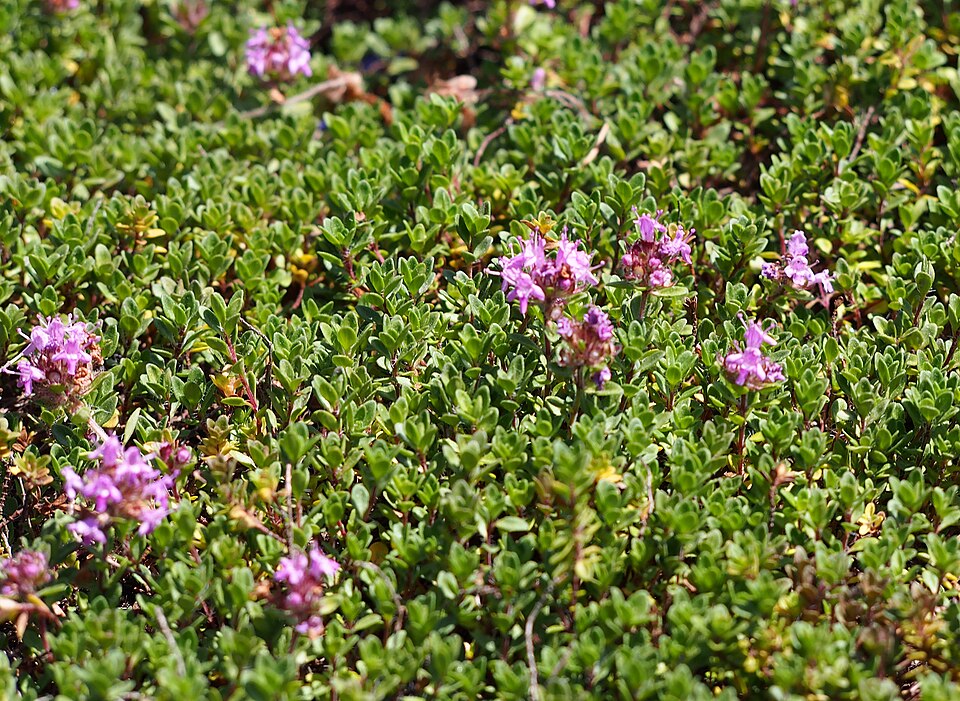 Thymus praecox 'Coccineus' (Red Creeping Thyme)