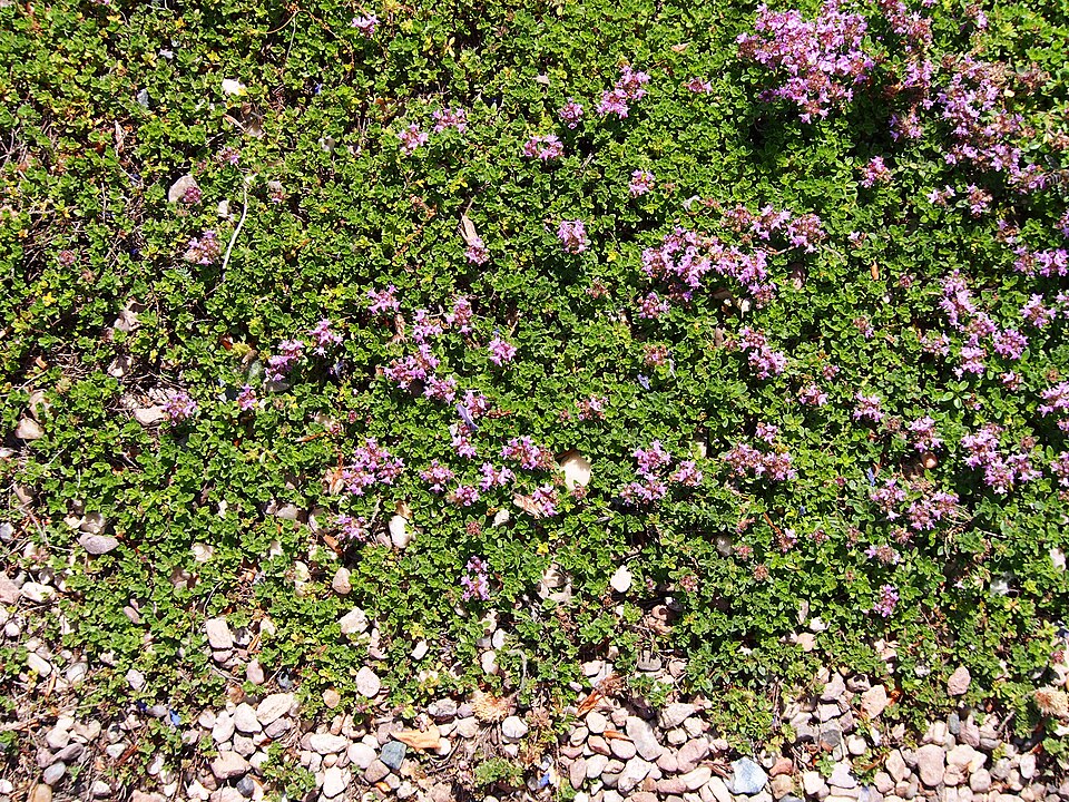 Thymus praecox 'Coccineus' (Red Creeping Thyme) (alternate view 2)