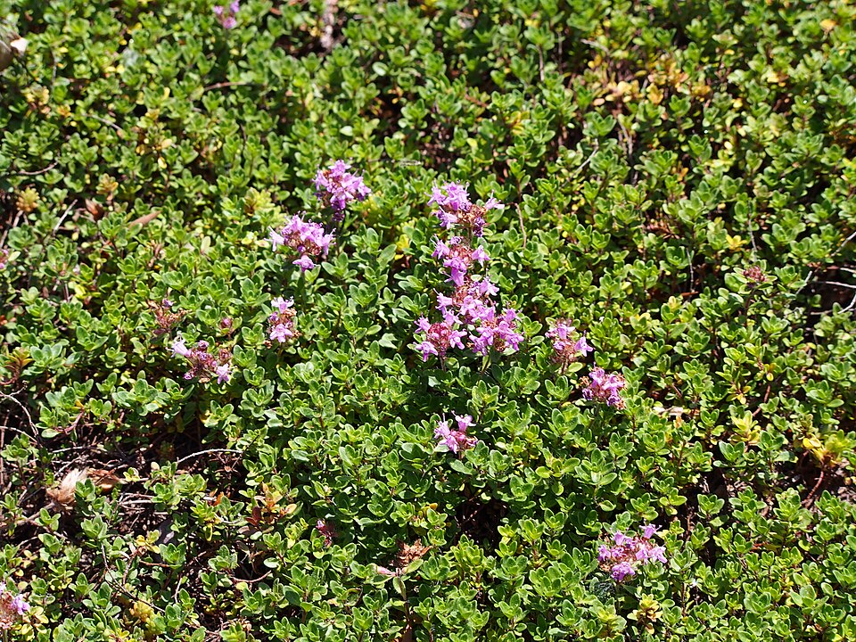 Thymus praecox 'Coccineus' (Red Creeping Thyme) (alternate view 3)