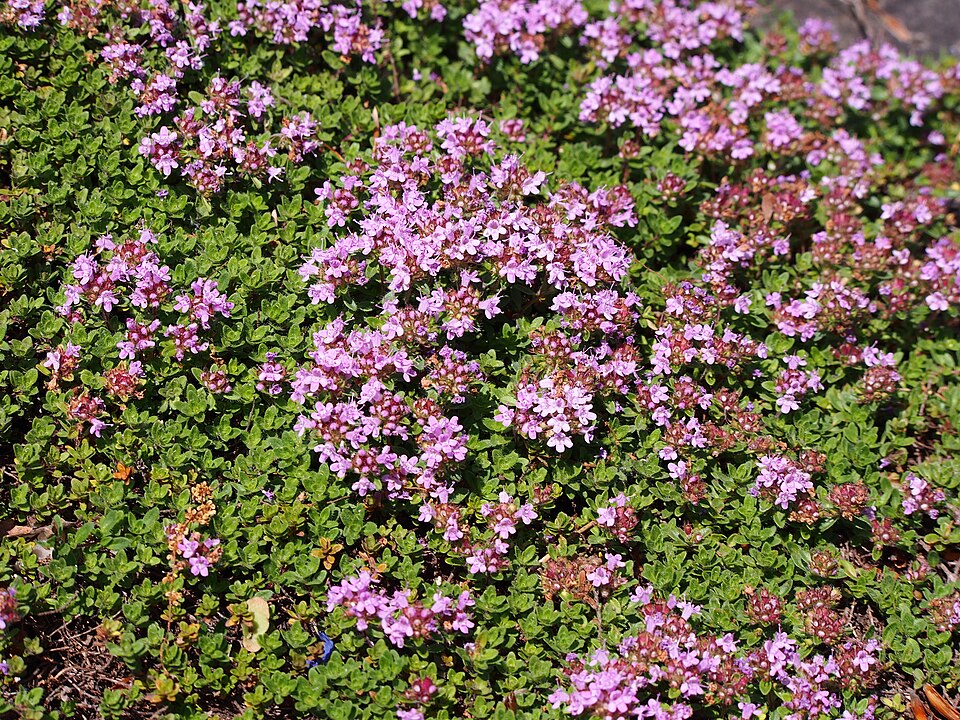 Thymus praecox 'Coccineus' (Red Creeping Thyme) (alternate view 4)