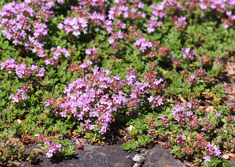 Thymus praecox 'Coccineus' (Red Creeping Thyme) (alternate view 5)