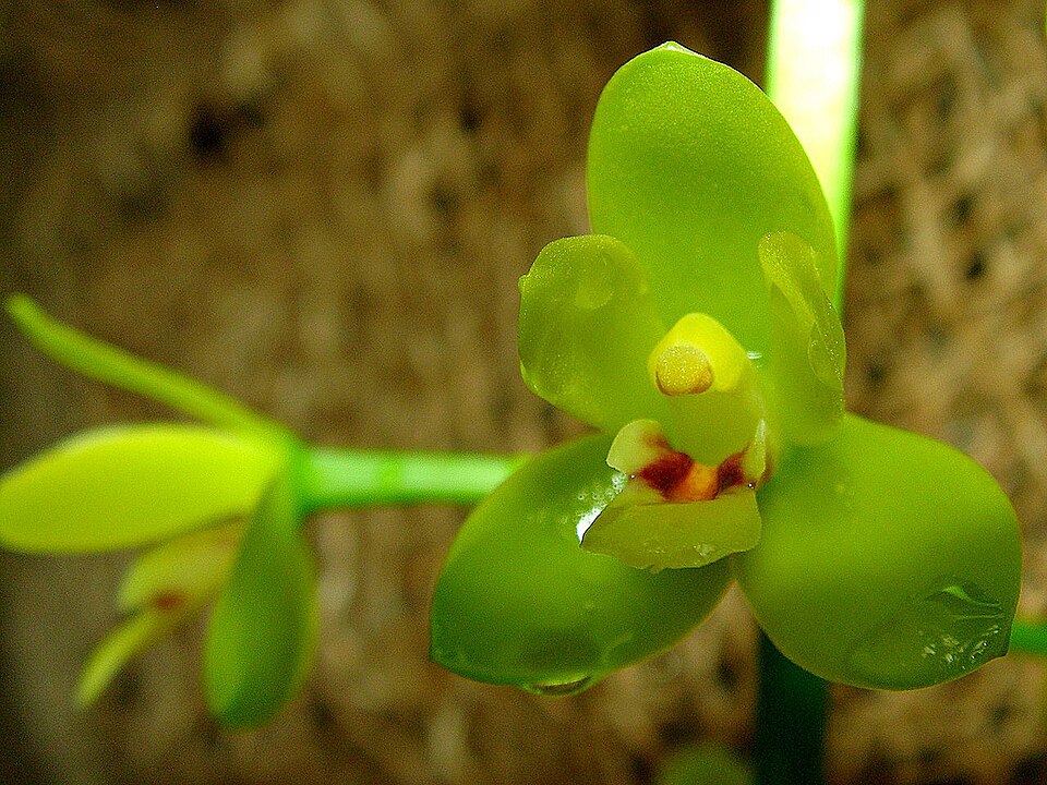 Cymbidium madidum (Arrowroot Orchid) (alternate view 7)