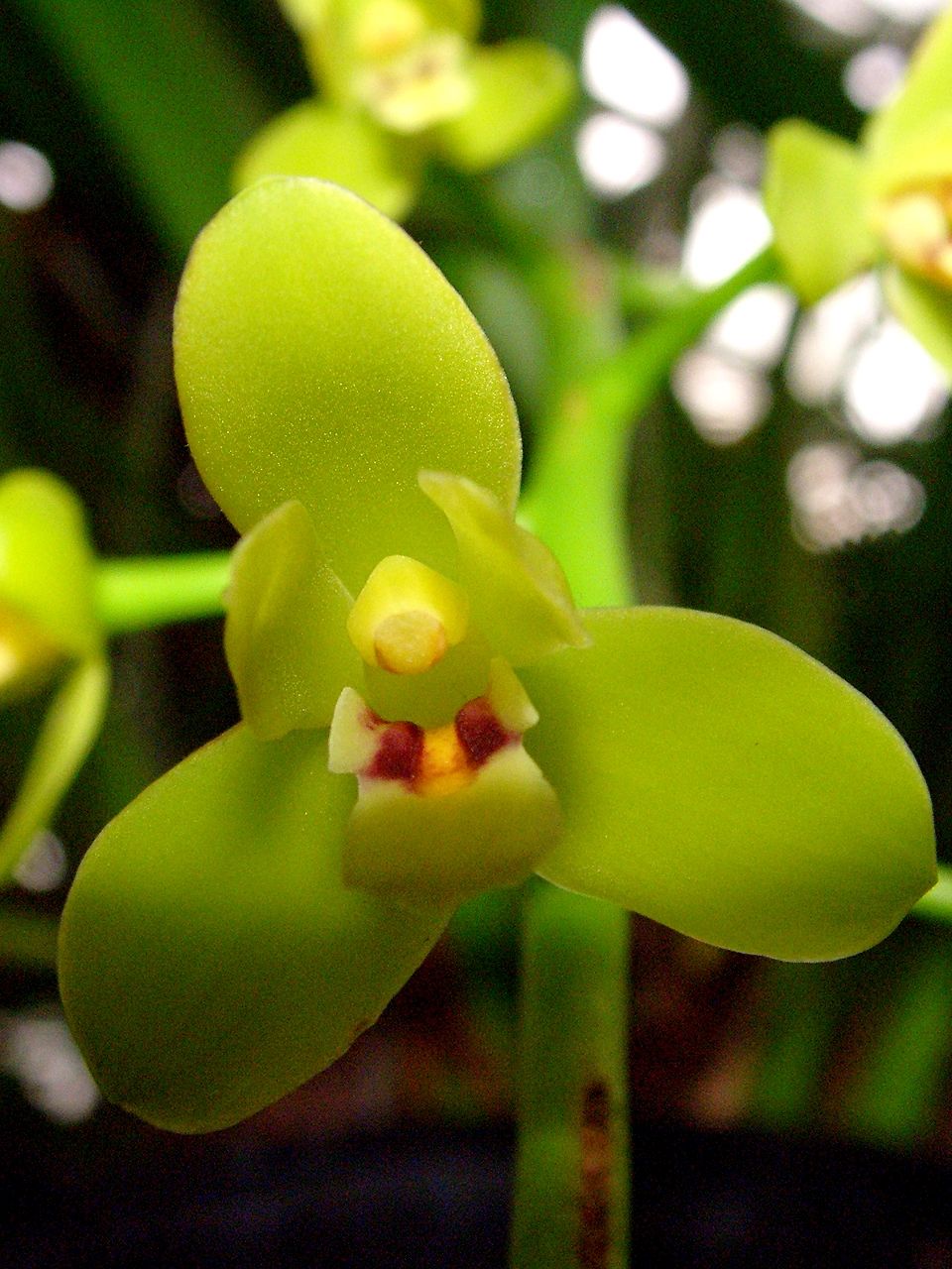 Cymbidium madidum (Arrowroot Orchid) (alternate view 8)