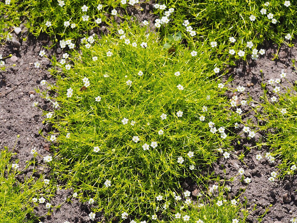 Sagina subulata 'Aurea' (Golden Irish Moss) (alternate view 3)