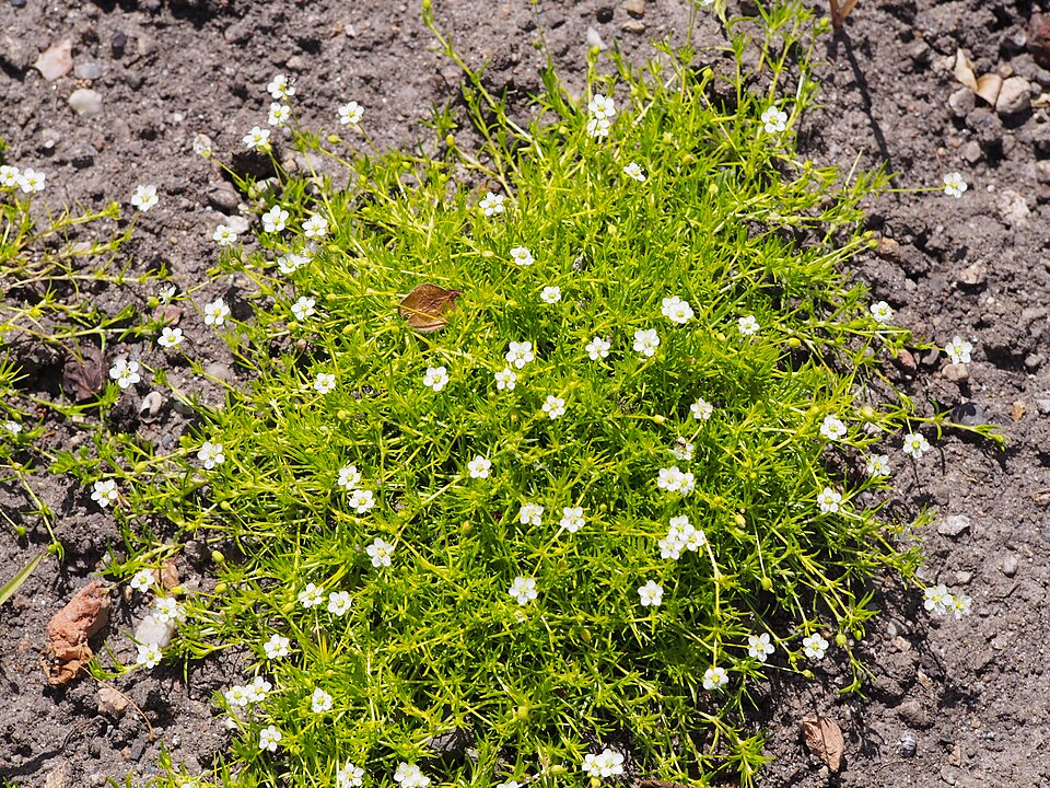 Sagina subulata 'Aurea' (Golden Irish Moss) (alternate view 4)