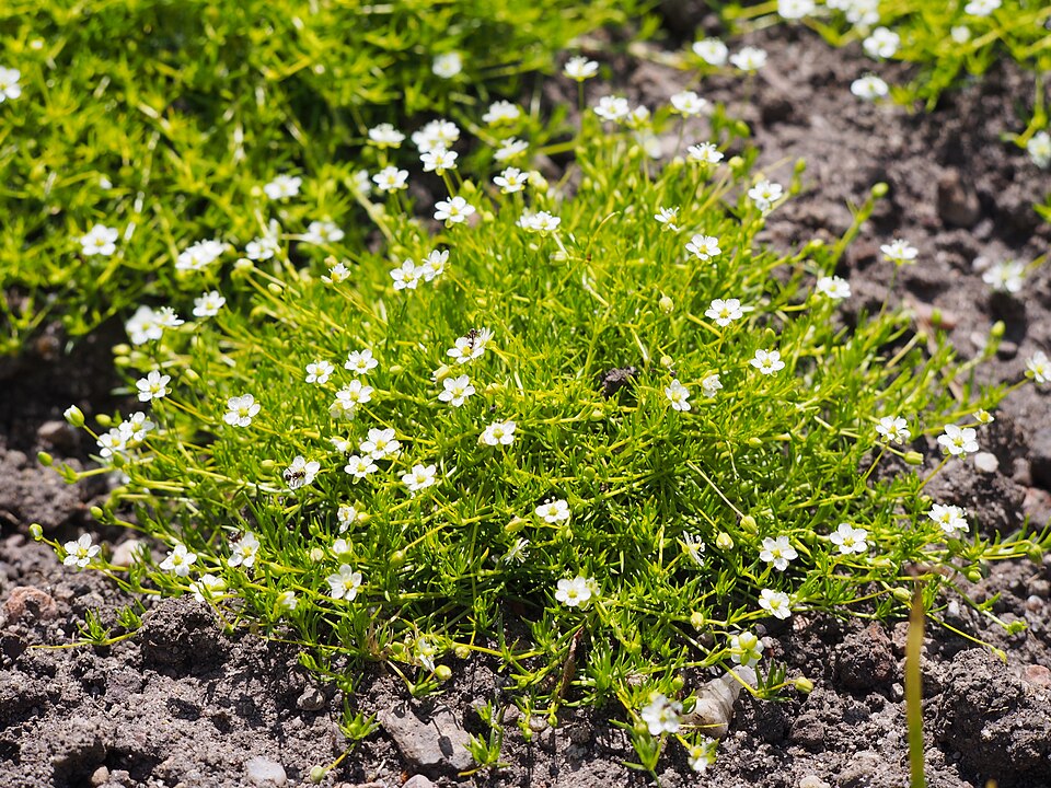 Sagina subulata 'Aurea' (Golden Irish Moss) (alternate view 5)