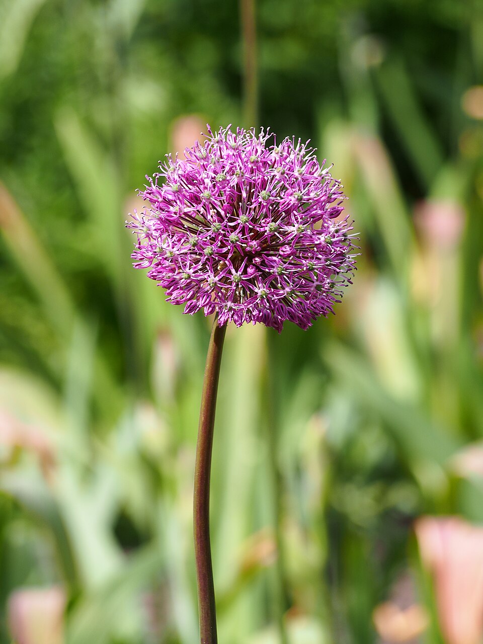 Allium hollandicum 'Purple Sensation' (Purple Sensation Allium) (alternate view 3)