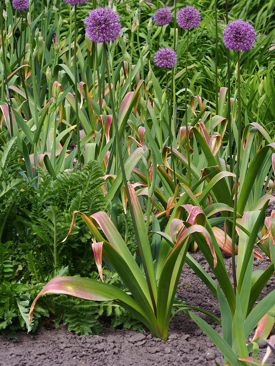 Allium hollandicum 'Purple Sensation' (Purple Sensation Allium) (alternate view 4)