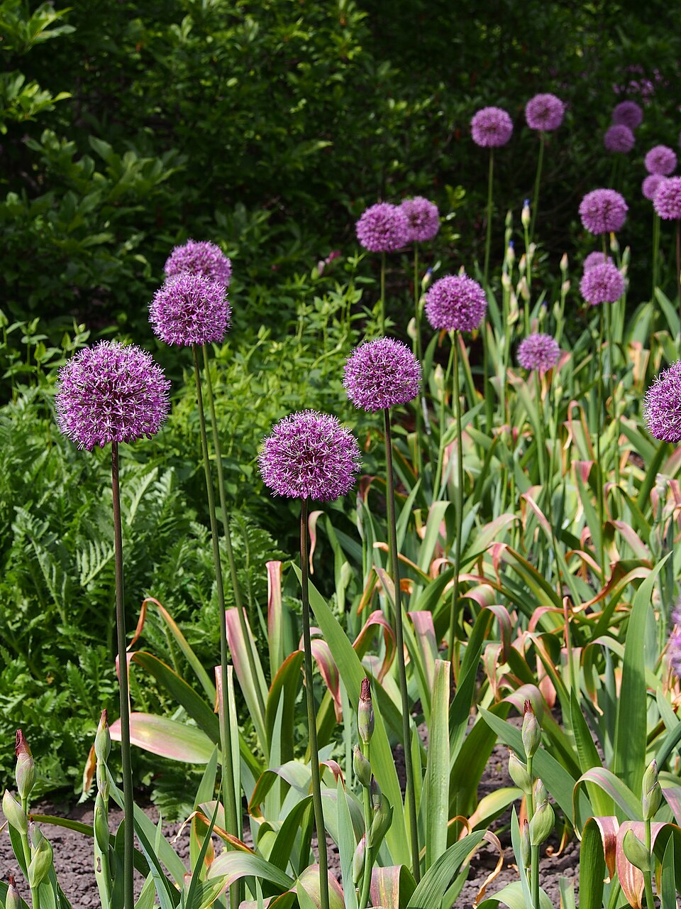 Allium hollandicum 'Purple Sensation' (Purple Sensation Allium) (alternate view 5)