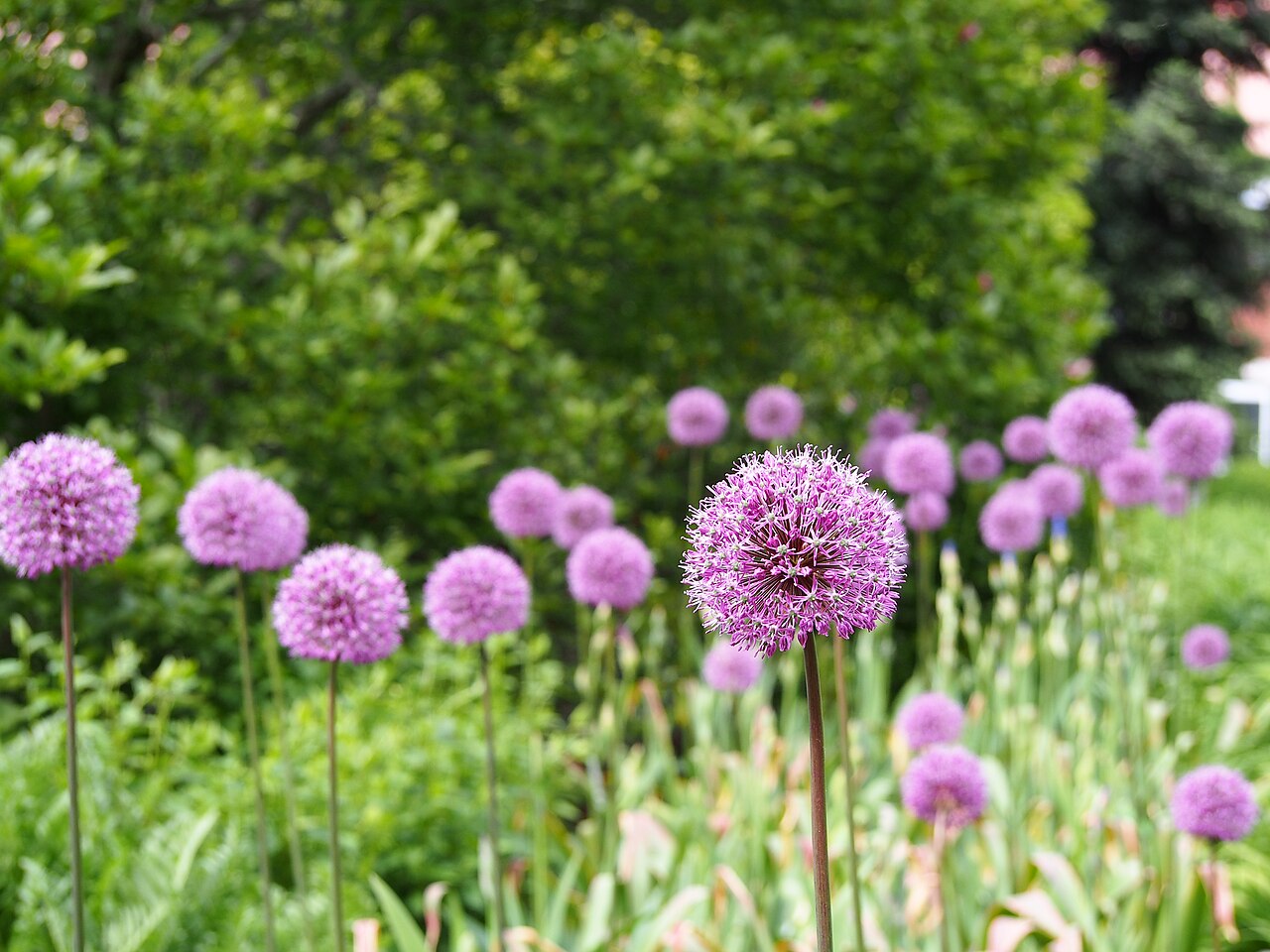 Allium 'Purple Sensation', Ornamental onion 'Purple Sensation' — clumping deciduous (Amaryllidaceae) (image 5 of 10)