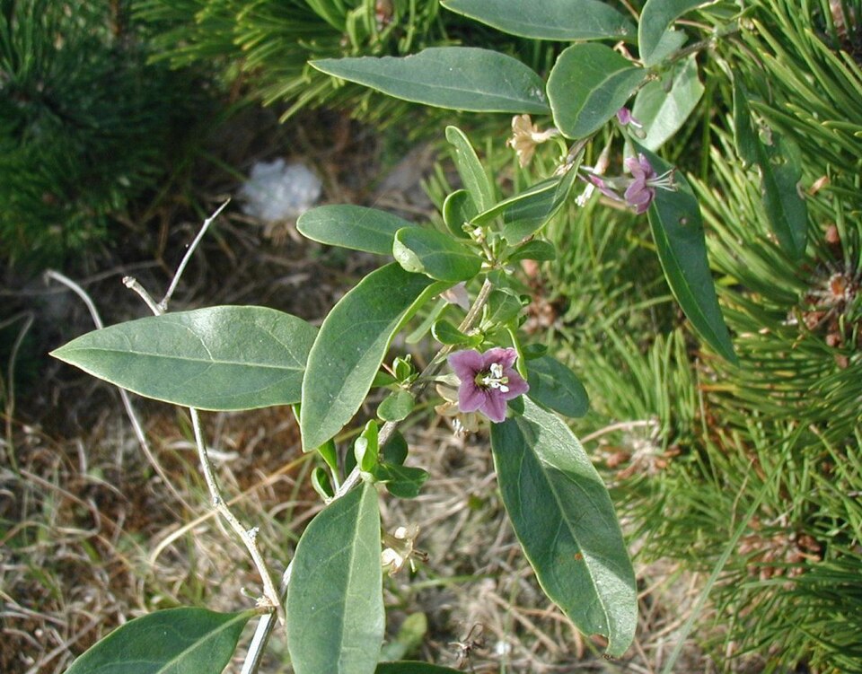 Lycium barbarum (Goji Berry) (alternate view 5)
