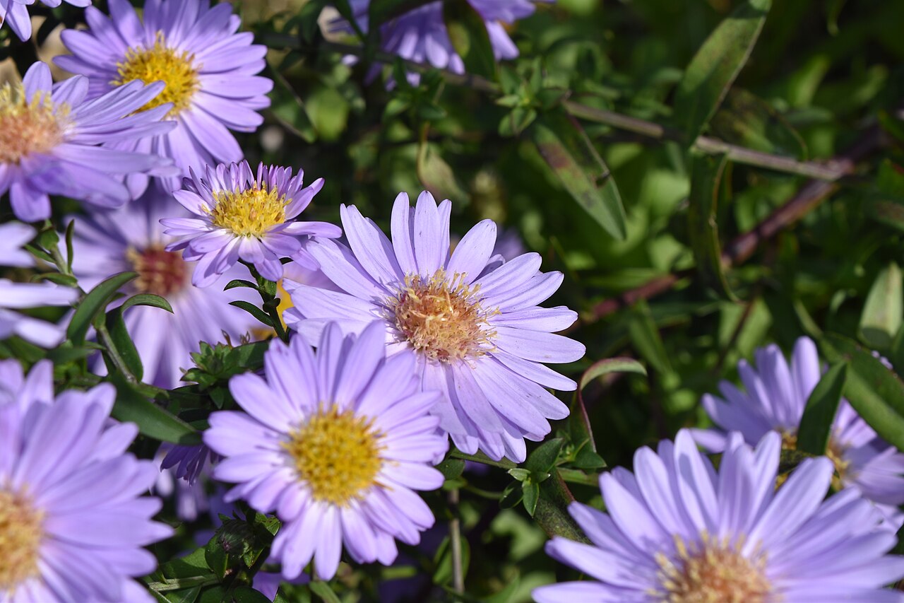 Aster frikartii, Frikart's aster — clumping deciduous (Asteraceae) (image 6 of 10)
