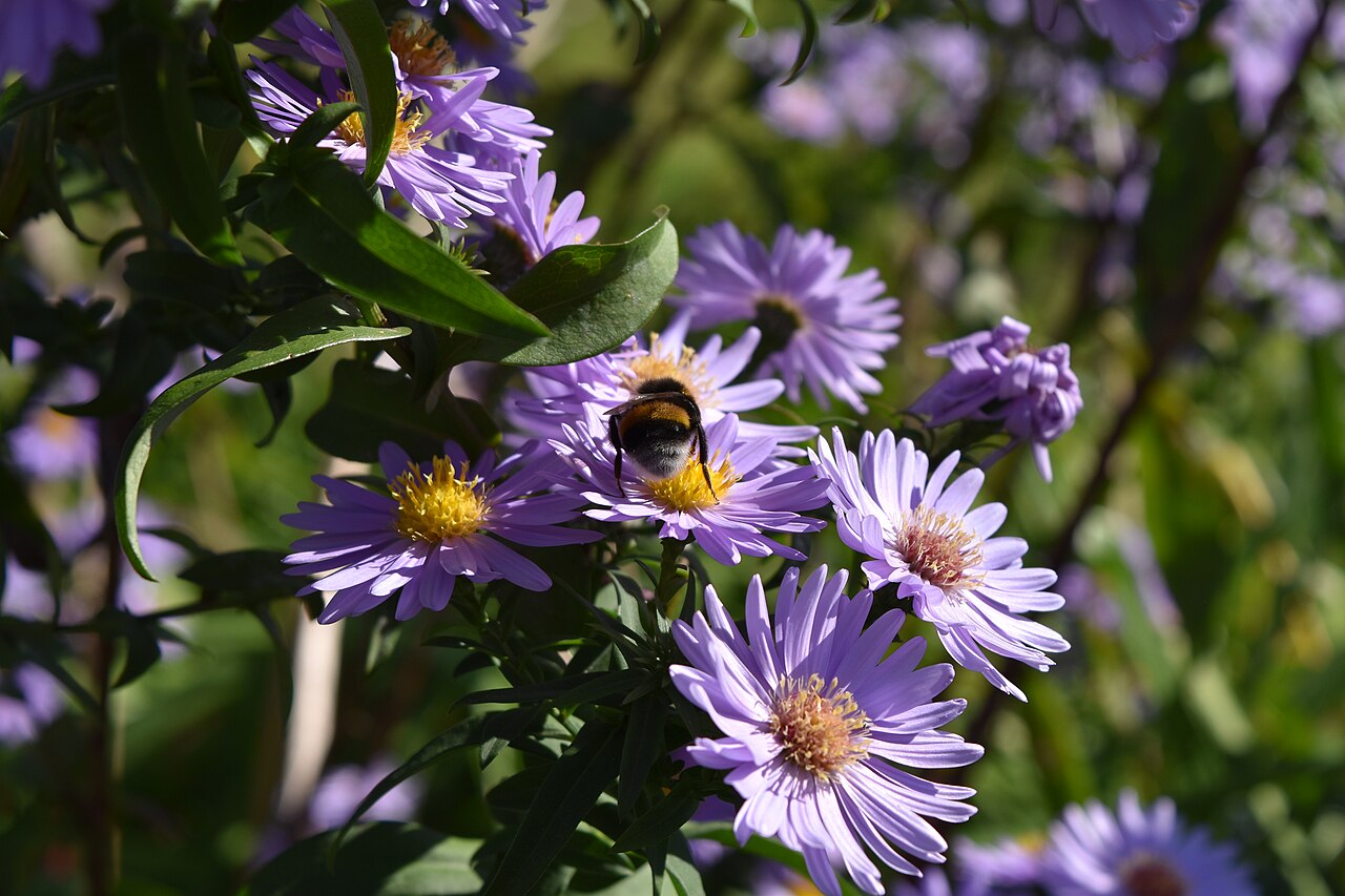 Aster frikartii, Frikart's aster — clumping deciduous (Asteraceae) (image 7 of 10)