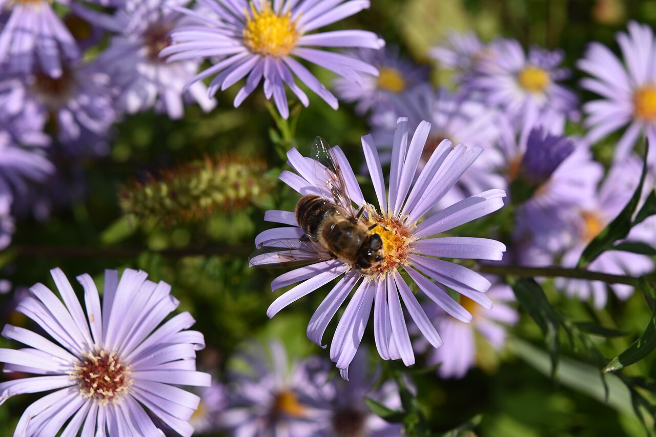 Aster frikartii, Frikart's aster — clumping deciduous (Asteraceae) (image 8 of 10)