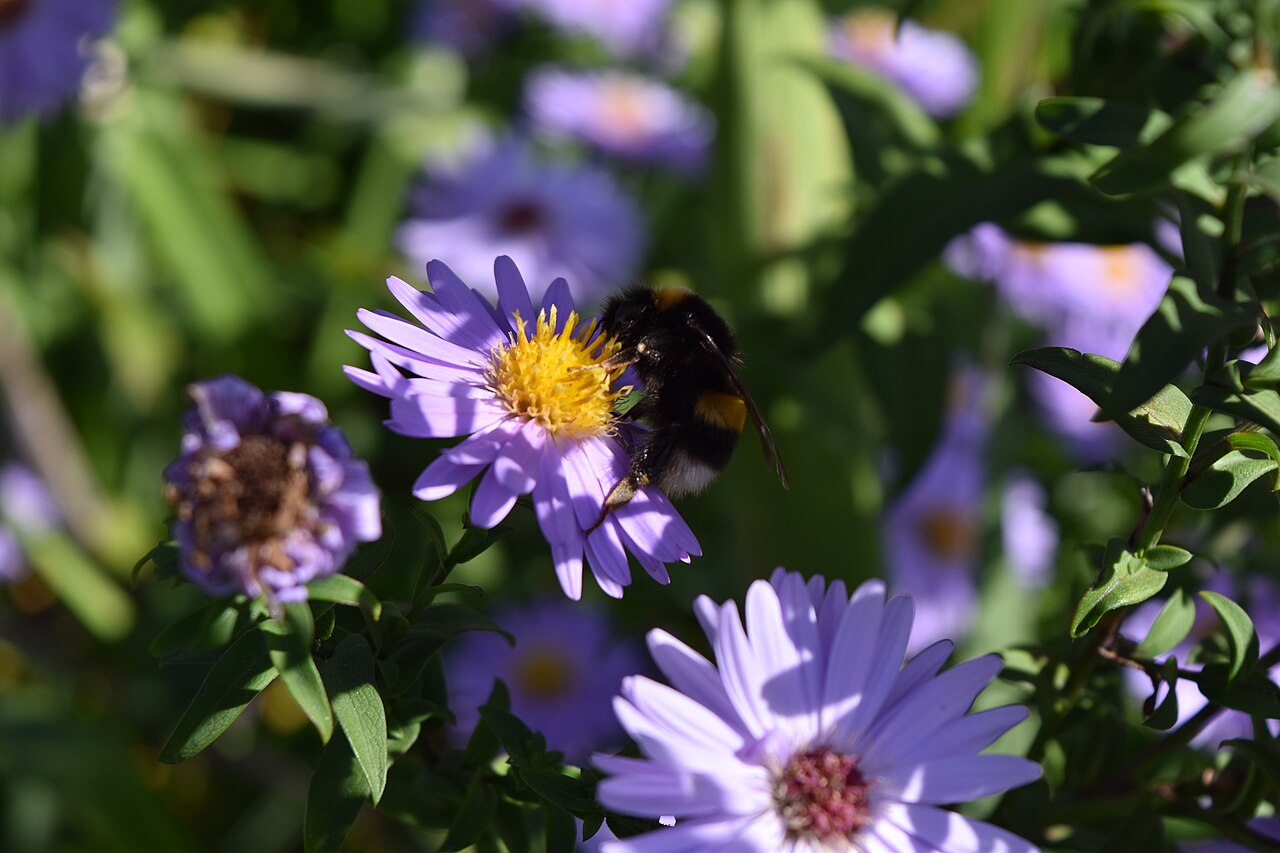 Aster frikartii, Frikart's aster — clumping deciduous (Asteraceae) (image 9 of 10)