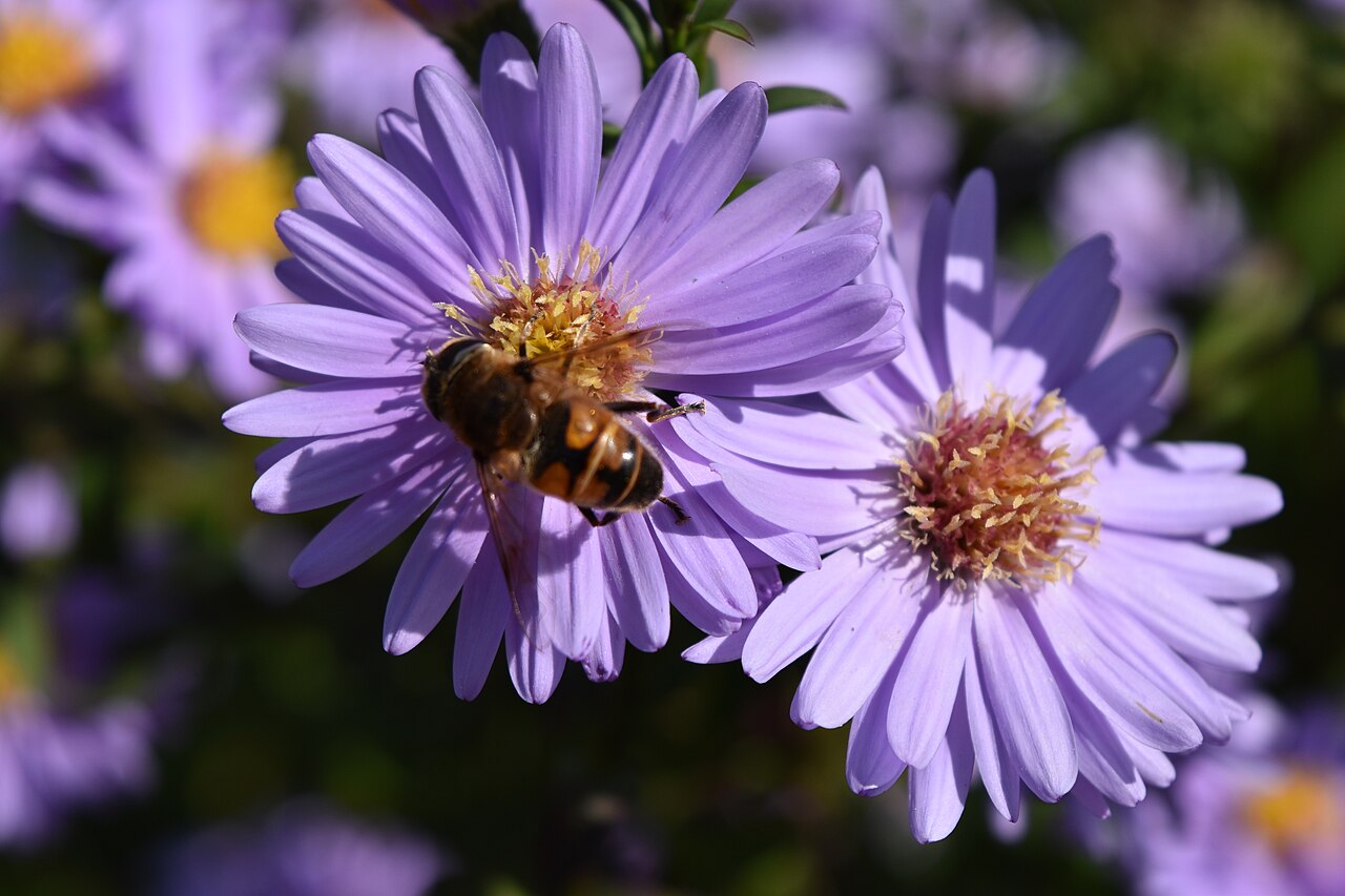 Aster frikartii, Frikart's aster — clumping deciduous (Asteraceae) (image 10 of 10)