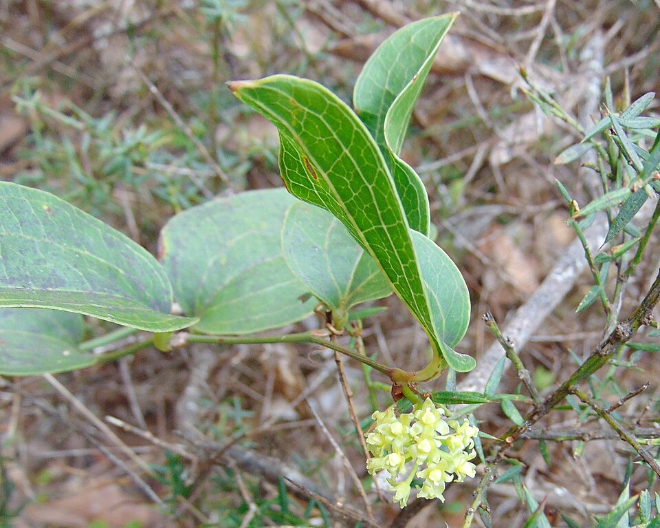 Smilax australis (Austral Sarsaparilla) (alternate view 4)