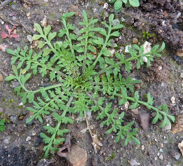Lepidium didymum (Lesser swine-cress)