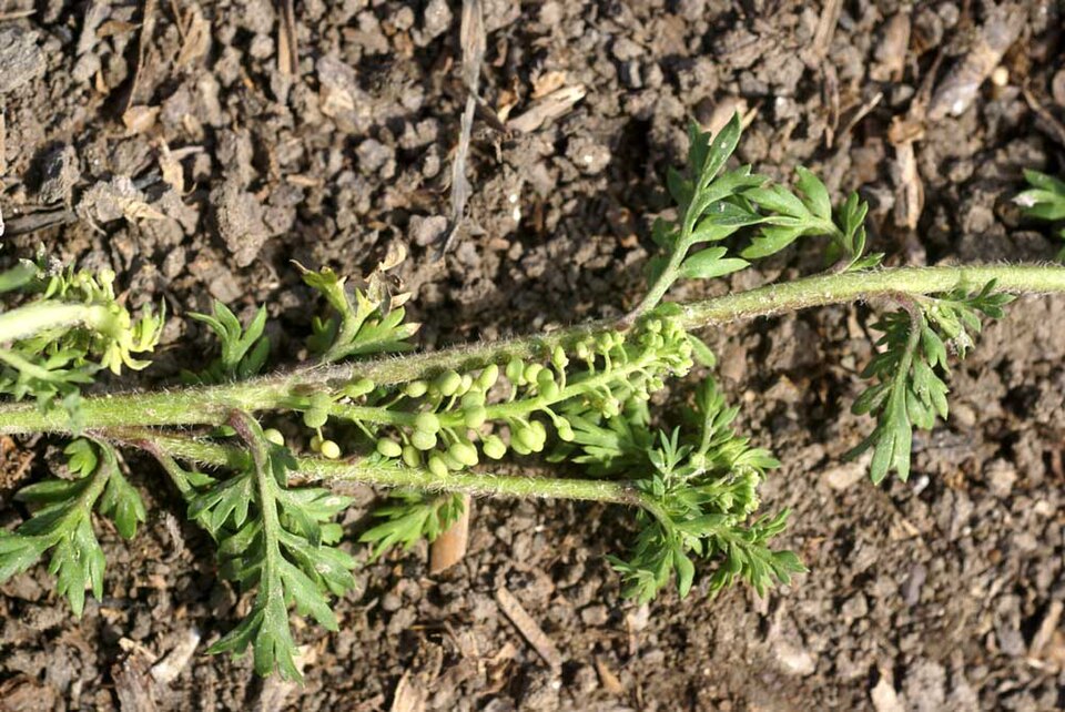 Lepidium didymum (Lesser swine-cress)