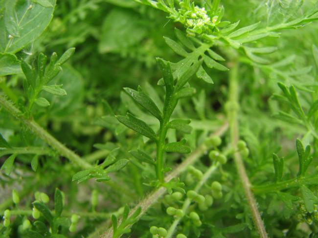 Lepidium didymum (Lesser swine-cress)