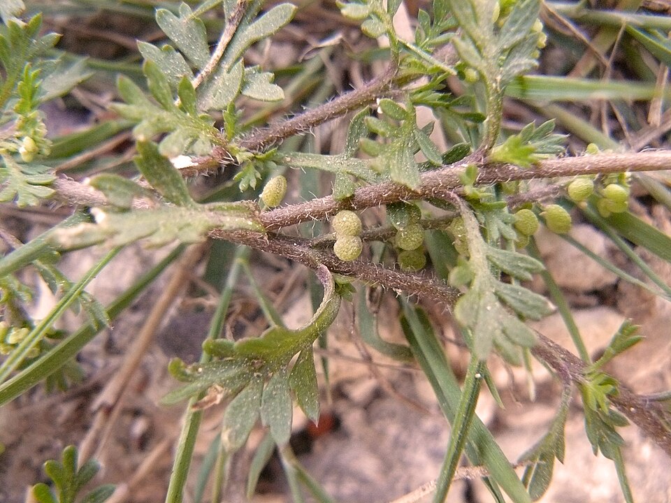 Lepidium didymum (Lesser swine-cress)
