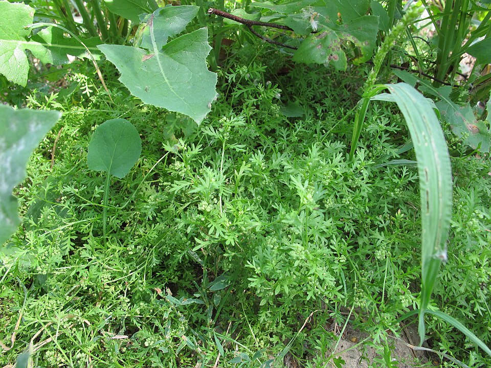 Lepidium didymum (Lesser swine-cress)