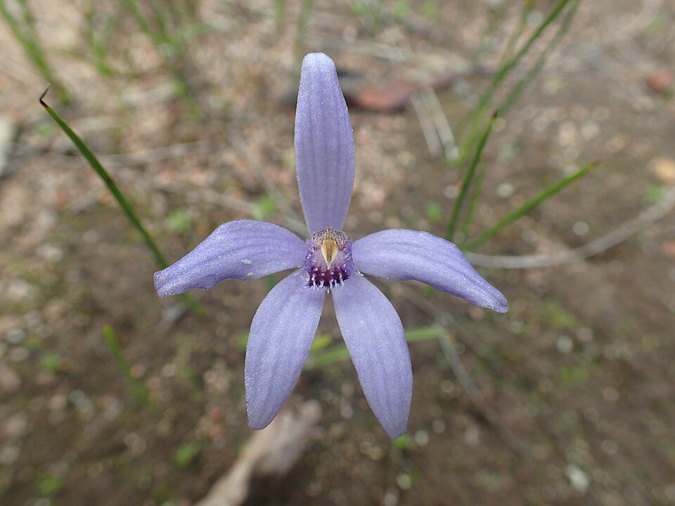 Pheladenia deformis (Blue Fairy Orchid) (alternate view 10)