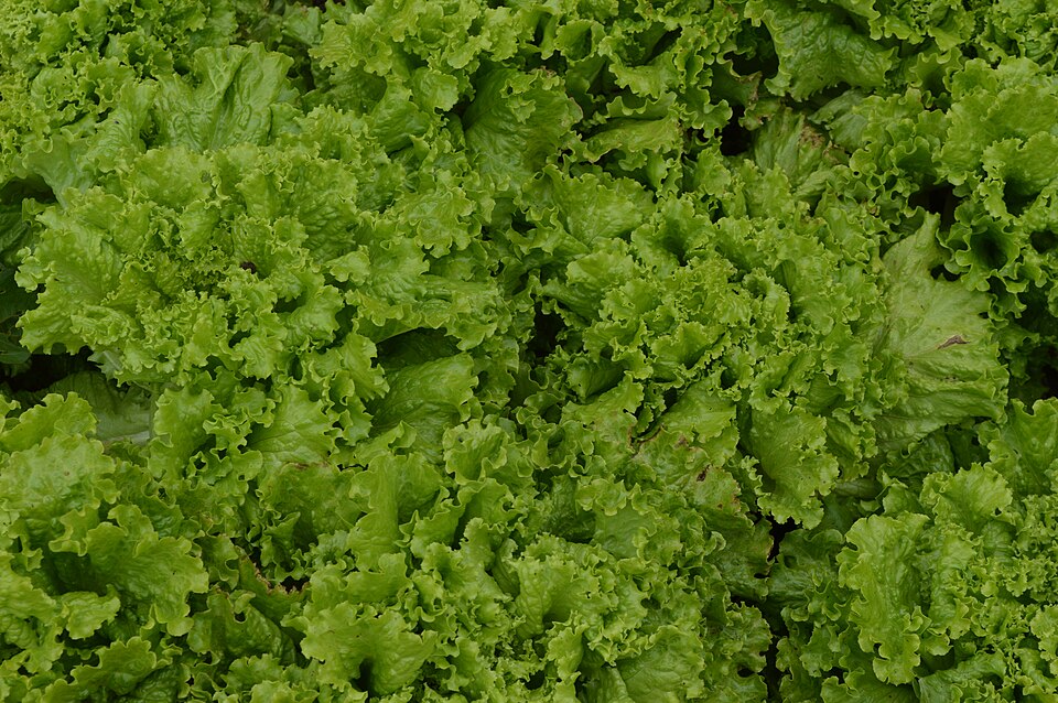 Brassica (cabbages and mustards) (alternate view 2)