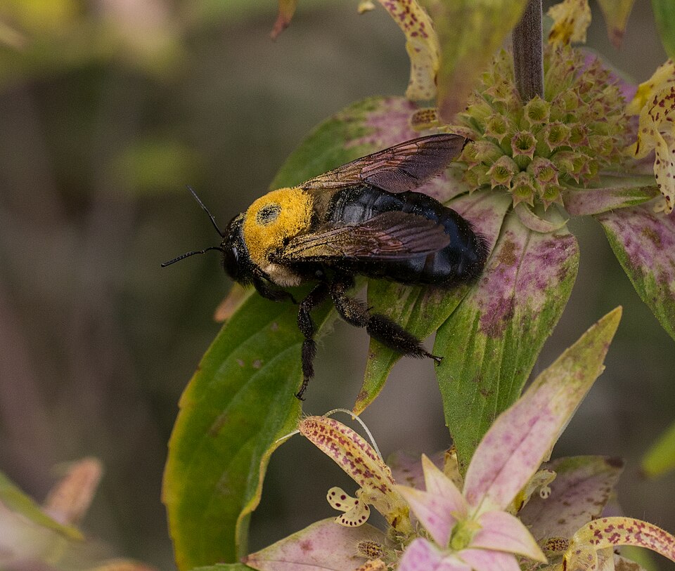 Monarda punctata (spotted horsemint)