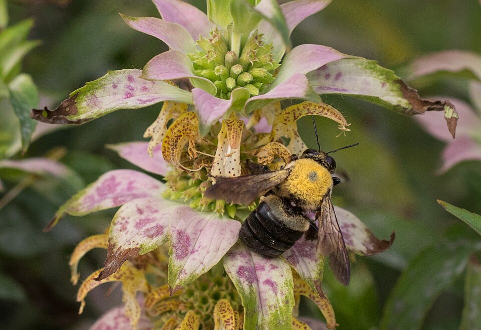 Monarda punctata (spotted horsemint)