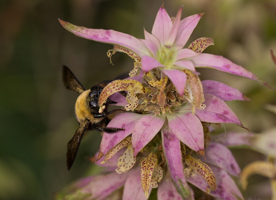 Monarda punctata (spotted horsemint)